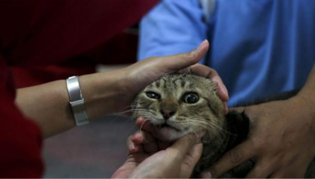 kucing-dipukuli-dan-akan-direbus-pelaku-klaim-untuk-obat-fokus-tenggara