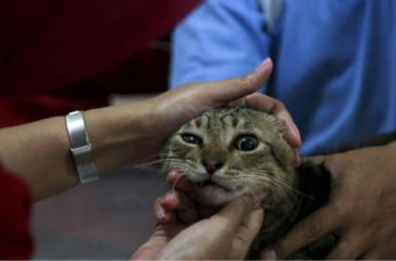 kucing-dipukuli-dan-akan-direbus-pelaku-klaim-untuk-obat-fokus-tenggara